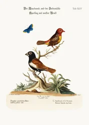 Der Amadavad und der Weißbrust-Indische Spatz, 1749-73